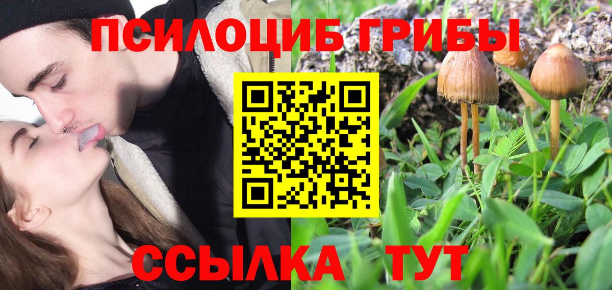 Галлюциногенные грибы Cubensis Усть-Джегута